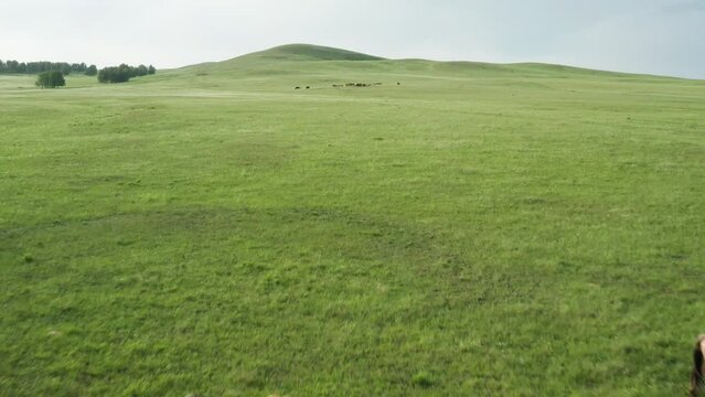 South Urals, Bashkiria: a herd of horses graze in the trans-Ural steppe. Aerial view.