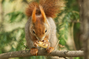 Red squirrel, Sciurus vulgaris sitting on the branch and eating hazelnut in the freezing sunny spring day in the woods at the Stromovka park, Prague, Czech Republic.