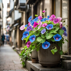 日本の下町の路地で鉢植えの朝顔が咲いている - obrazy, fototapety, plakaty