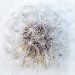 Dandelion seedhead square abstract background