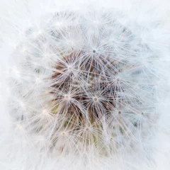 Rolgordijnen Dandelion seedhead square abstract background © photohampster