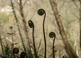 New fern growth in the moody spring forest