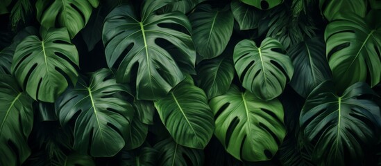 A close up of a terrestrial plant with green leaves, possibly a groundcover or flowering plant. The leaves contrast with the darkness of the background landscape - obrazy, fototapety, plakaty