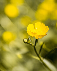 Blumen, Blüten