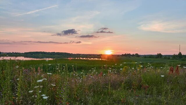 Sunset on the overgrown with a lake. Summer picturesque nature. Evening time.