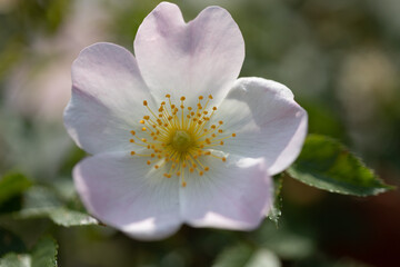 Blumen, Blüten