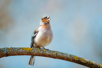 A male common chaffinch (Fringilla coelebs) sits on the thick branch and sings its spring song toward the camera lens on a spring sunny day. Close-up portrait of male chaffinch with blue background. - obrazy, fototapety, plakaty