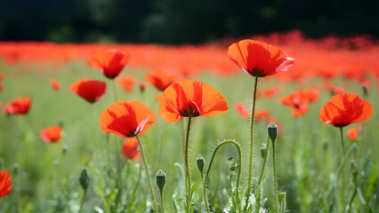 Obraz premium Banner website with blurred nature background of poppy flowers
