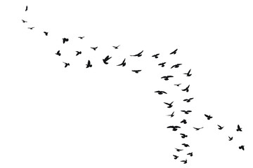 Mockup flock of flying birds, isolated vector - obrazy, fototapety, plakaty