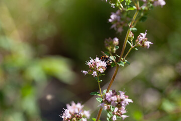 Blüten