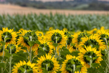 Feld, Sonneblumen,Landwirtschaft