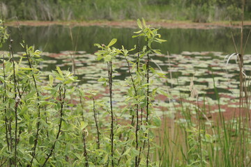 reeds in the water