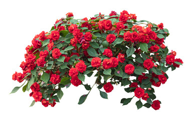 Tropical plant bush shrub red flower green tree isolated on white background. This has clipping path.