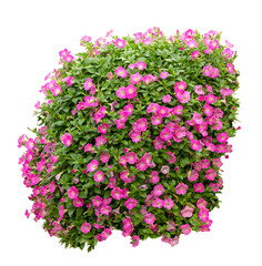 Tropical plant fence bush shrub surfinia pink tree isolated on white background with clipping path.