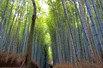 Fototapeta premium Travel trip to Arashiyama Kyoto Japan
