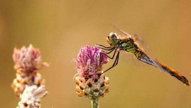 Vagrant darter (Sympetrum vulgatum) is European dragonfly. Species takes its English name from its habit of occasionally appearing as rare vagrant north of its range. It breeds in standing water.