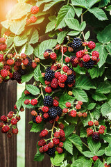 Blackberry Bush with Ripe and Unripe Blackberries Fruit in Garden.  Growing Blackberries Harvest. 