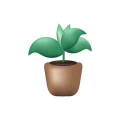 plant in pot