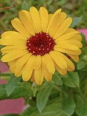 orange dahlia flower