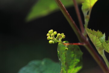 close up view of fruit buds of grape, flower bud sprouting on a grape vine, in a vineyard