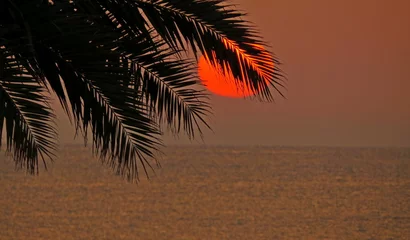 Foto auf Glas sunset beach palm tree backlight warm sun reddish sea coast summer vacations rest © J. Francés