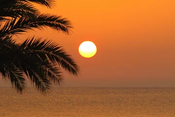Tuinposter sunset beach palm tree backlight warm sun reddish sea coast summer vacations rest © J. Francés
