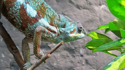 green chameleon camouflage colors mimicry adaptation zoo protected species © Navacepe