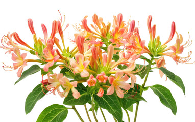 Bouquets of Honeysuckle isolated on transparent Background