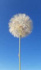 dandelion peace light light blow breeze seed spring sky blue