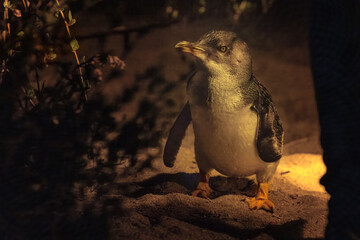 A fairy or blue penguin comes ashore at night. The smallest of the penguin species come back to their beach burrows after dark and for safety can only be viewed in red light. - 767065301