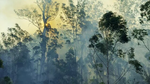 Dense smog caused by wildfires season, australia.
Heavy on smoke bushfire on 4K video.