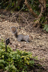 squirrel in the park