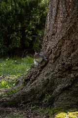 squirrel on the tree