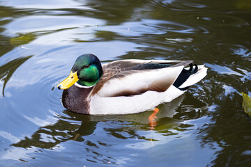 Obraz premium duck on the water