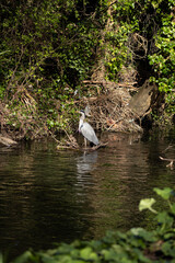 heron on the river