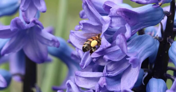 pszczoła na fioletowym kwiatku hiacynta, bee on a purple hyacinth flower	