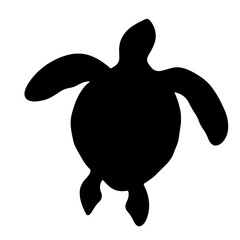 turtle isolated on white