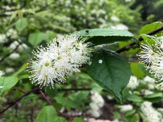 ウワミズザクラの花
