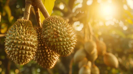 Poster Durian fruit on the tree. Tropical fruit © BB_Stock