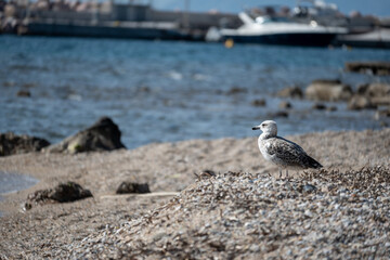 Young seagull on a sandy beach .Nice soft background of a boat and a marina.
