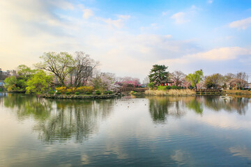 Fototapeta na wymiar the spring scenery of the cherry-blossom pond