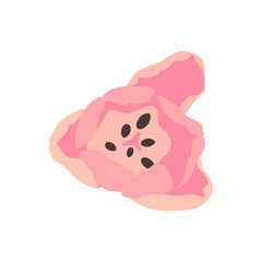 One blooming bud of a pink tulip. Vector illustration on a white background.