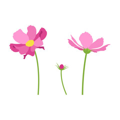 Set of pink cosmos flowers, stems, bud, flowers. Vector, white background.