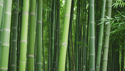 Fresh Bamboo Trees In Forest, Bamboo forest green background colorful background