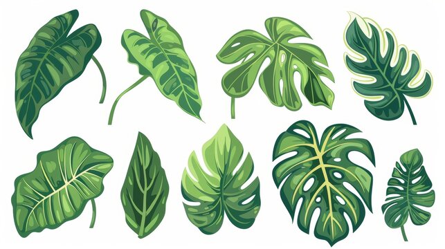 Exotic tropical foliage plants, leaves, decorations. Botanical design elements, alocasia, philodendron, monstera. Isolated flat modern illustrations.