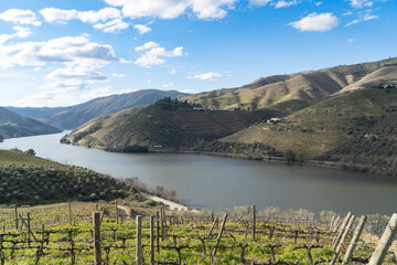Douro wine valley - obrazy, fototapety, plakaty