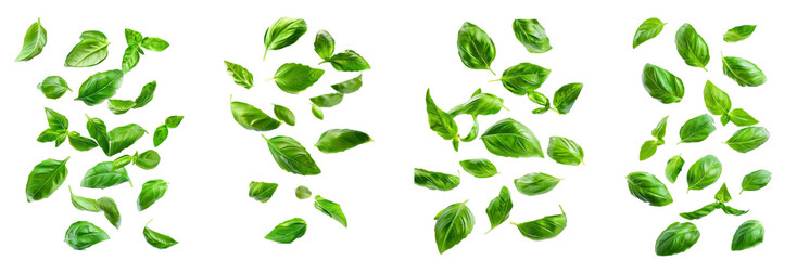 Set of Falling basil, isolated on white background, clipping path, full depth of field