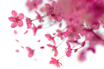 Blurry Pink Blossoms in Air