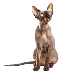 Sphynx cat, on a transparent background