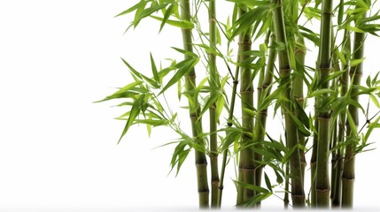 A Bamboo on a white background
